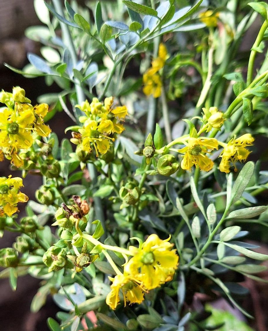 Seerpachillai (60 day Plant) for tieing in Babies hand