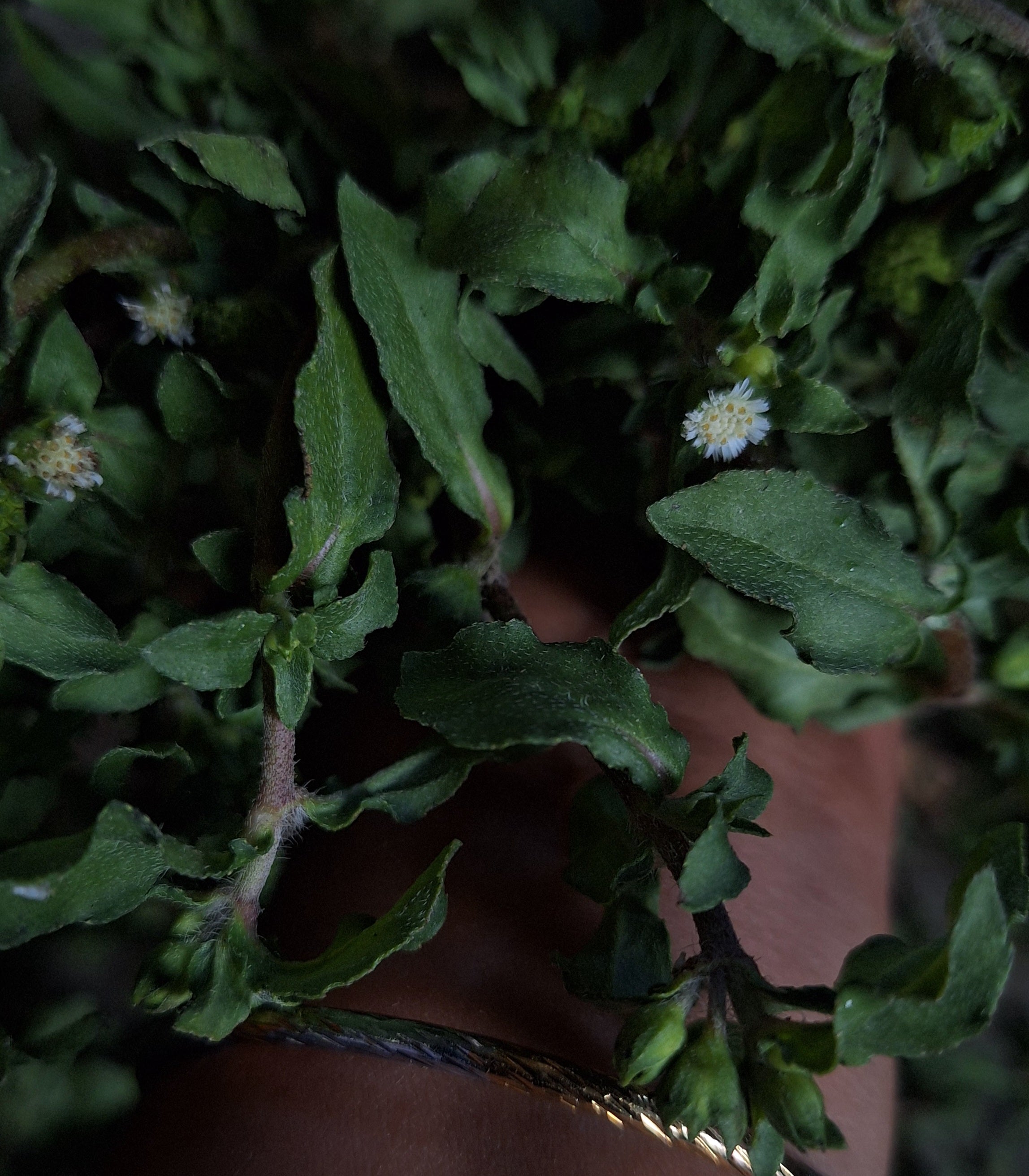 Pure Bringaraj Hair Oil